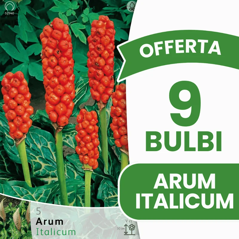 OFFERTA 9 BULBI ARUM ITALICUM
