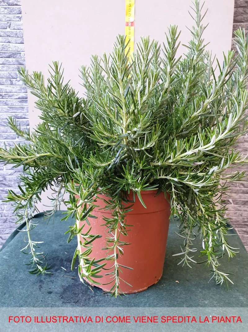 ROSMARINO PROSTRATUM STRICIANTE IN VASO 18CM