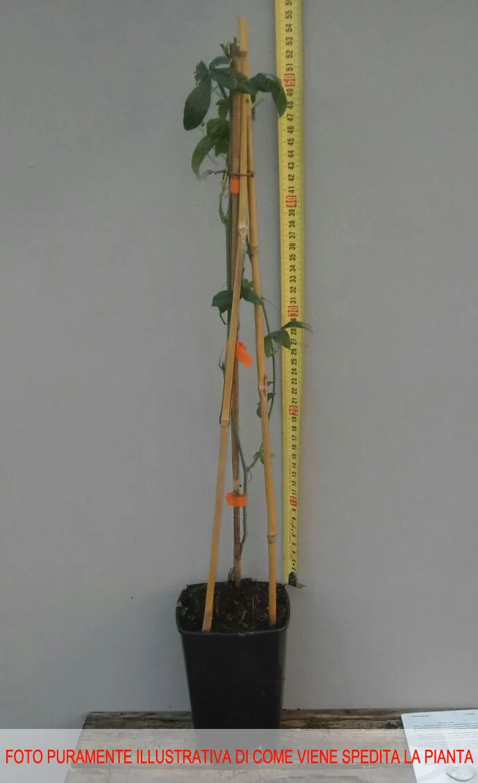 PASSIFLORA PURPLE HAZE VASO 16CM