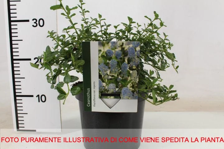 CEANOTHUS THYRSIFLORUS VAR. REPENS VASO 23CM
