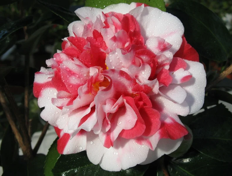 CAMELIA JAPONICA COLETTI VASO 17CM