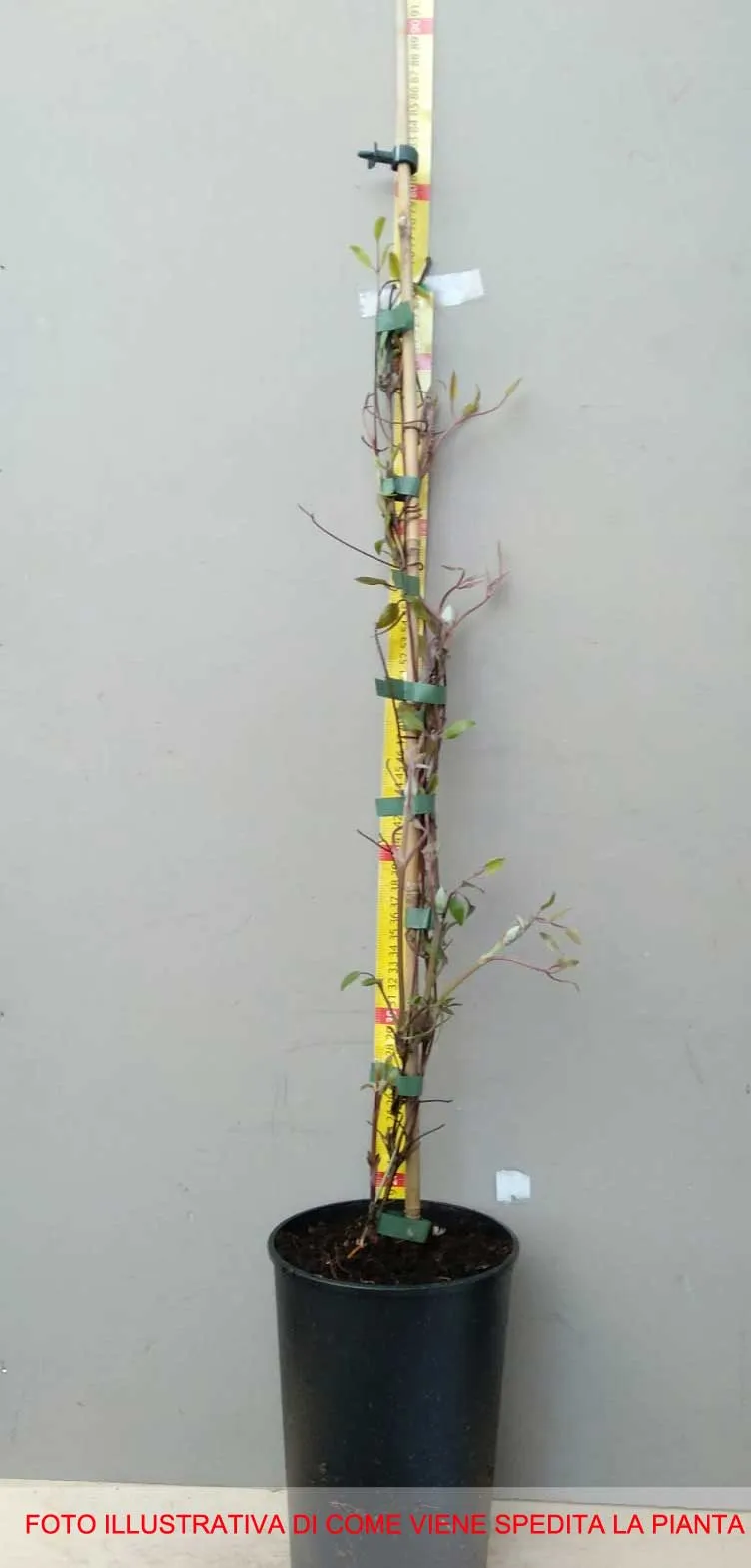 CLEMATIDE COMTESSE DE BOUCHARD IN VASO 16CM