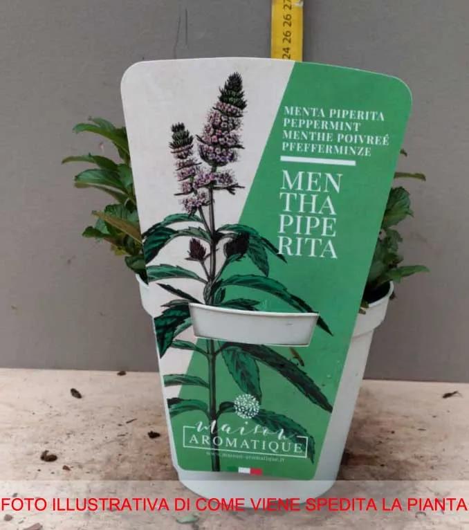 MENTA PIPERITA IN VASO 14CM