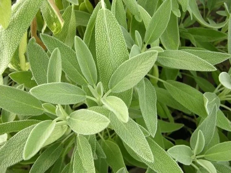 SALVIA OFFICINALIS IN VASO 14CM
