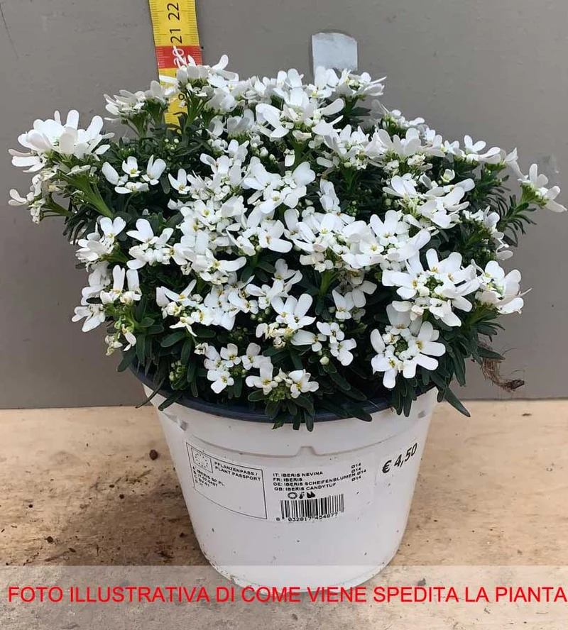 IBERIS NEVINA VASO 14CM