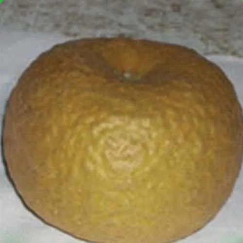 MELO RUGGINE PIATTO (1 PIANTA)