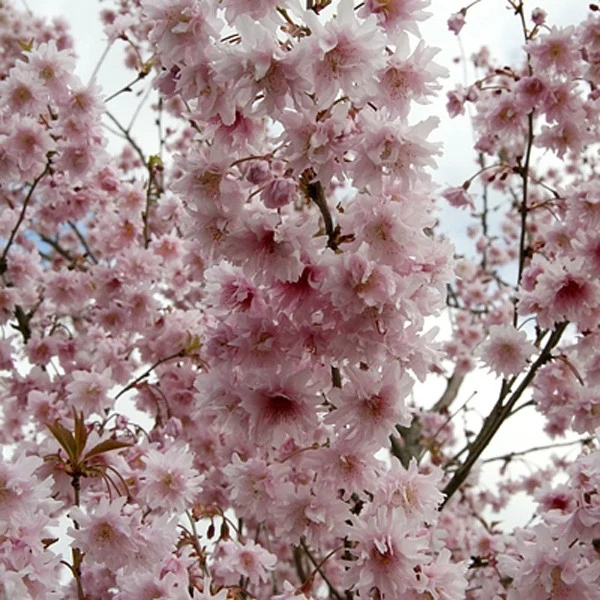 PRUNUS INCISA OSHIDORII CILIEGIO DA FIORE IN VASO 17CM