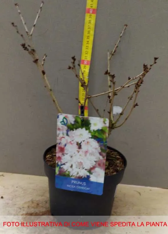 PRUNUS INCISA OSHIDORII CILIEGIO DA FIORE IN VASO 17CM