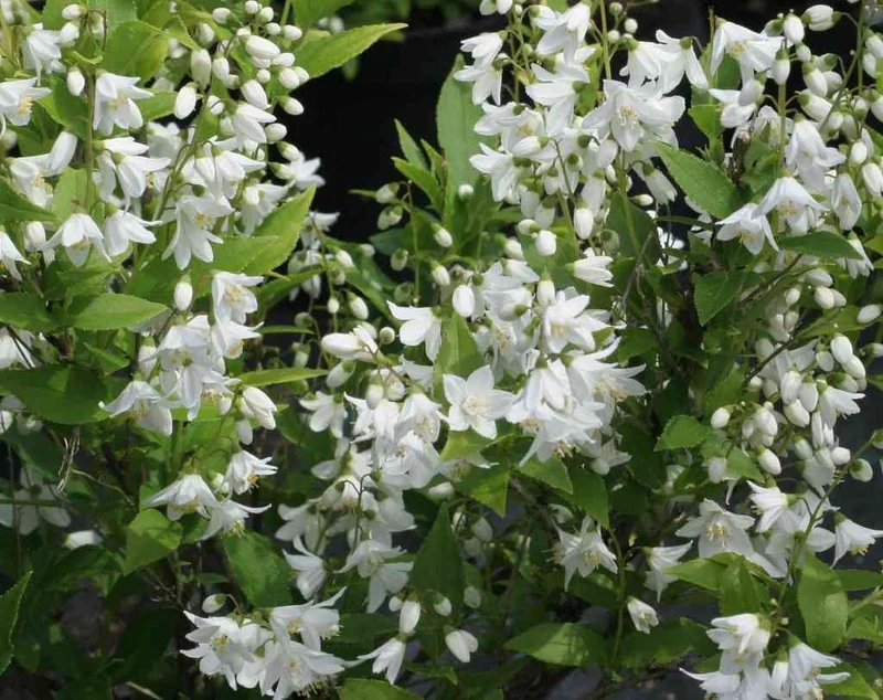 DEUTZIA GRACILIS BIANCA VASO 19CM