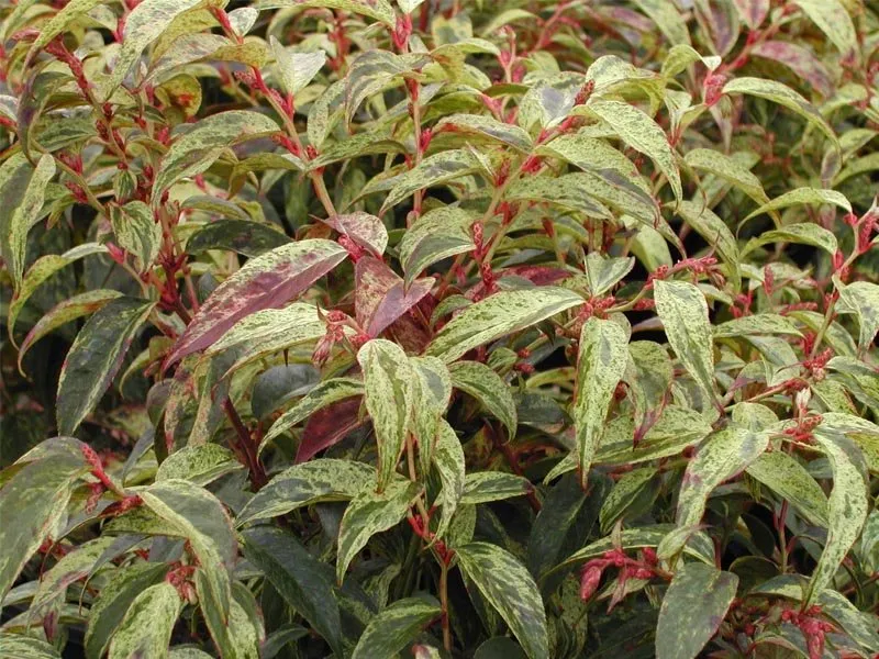 LEUCOTHOE RAINBOW VASO 17CM