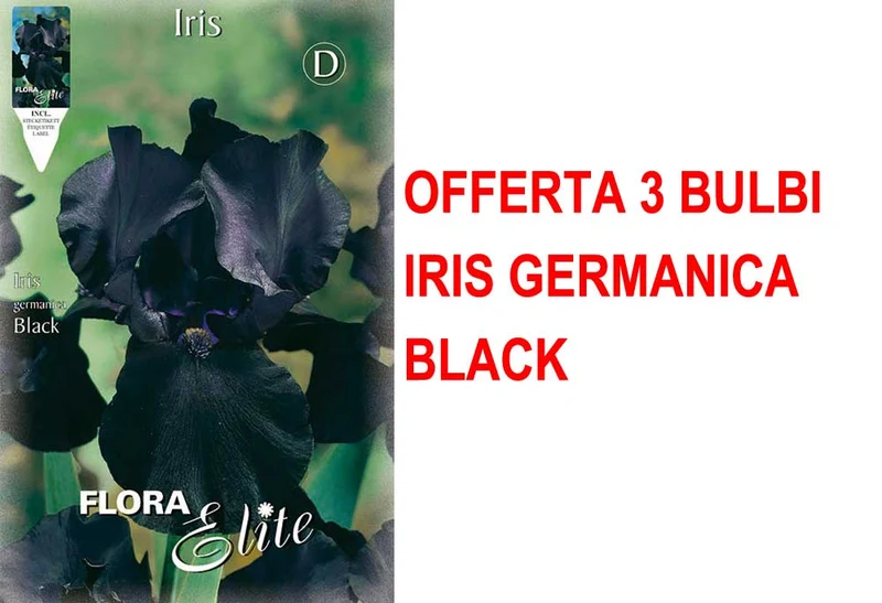 OFFERTA 3 BULBI IRIS GERMANICA NERO