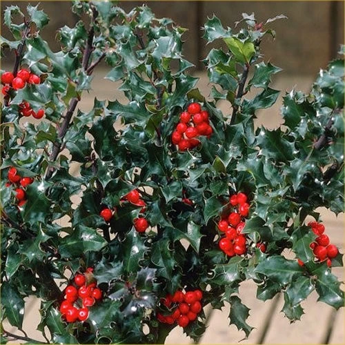 ILEX AGRIFOGLIO MESERVEAE VASO 12CM