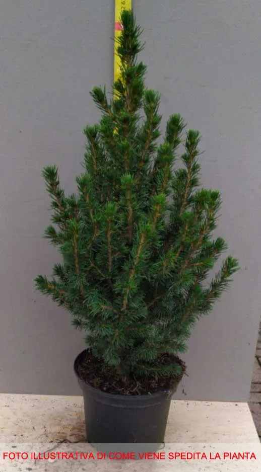 PICEA GLAUCA CONICA VASO 17CM