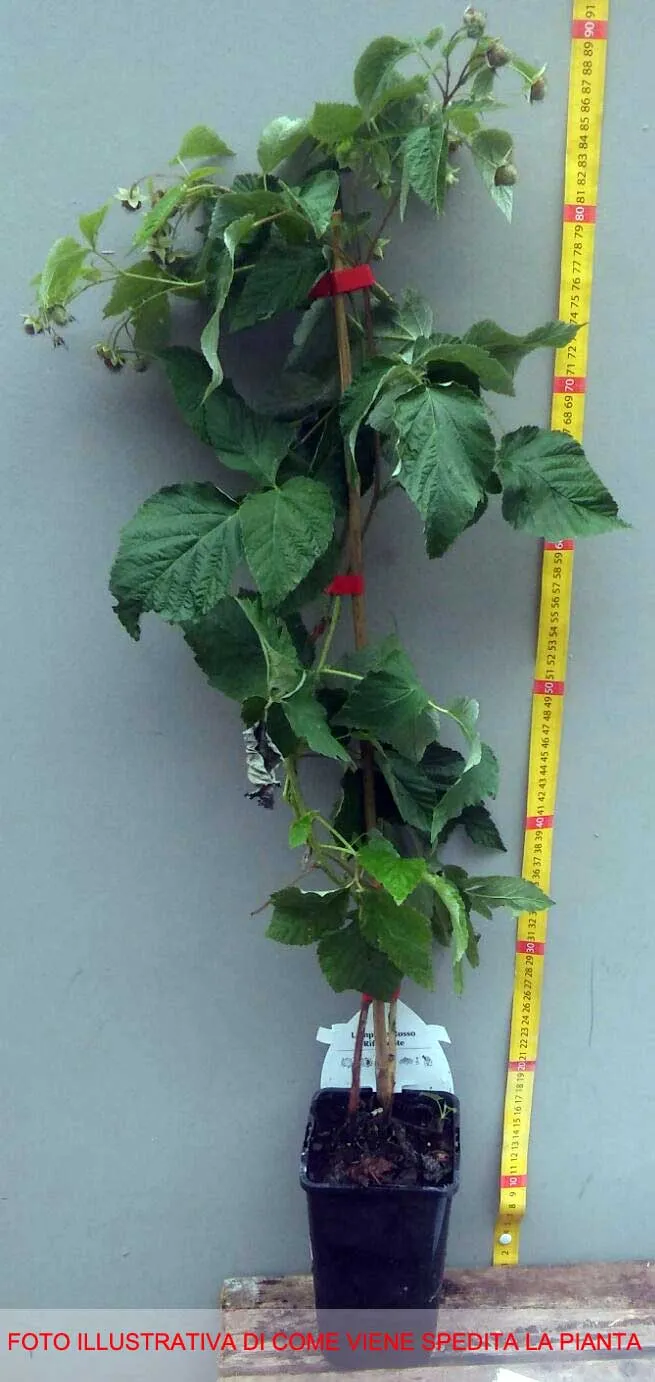 LAMPONE ROSSO PRIMALBA (1 PIANTA)
