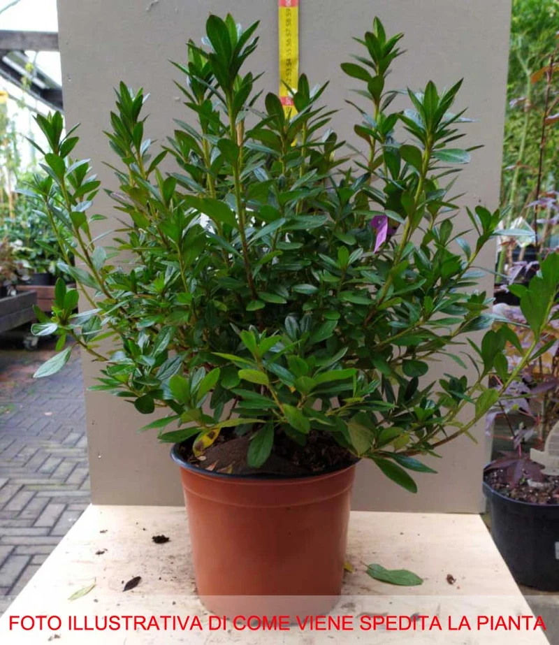 AZALEA JAPONICA GIRARD'S FUCHSIA VASO 19CM