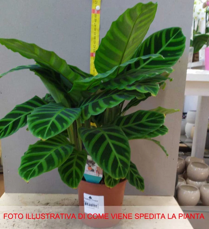 CALATHEA ZEBRINA IN VASO 9CM