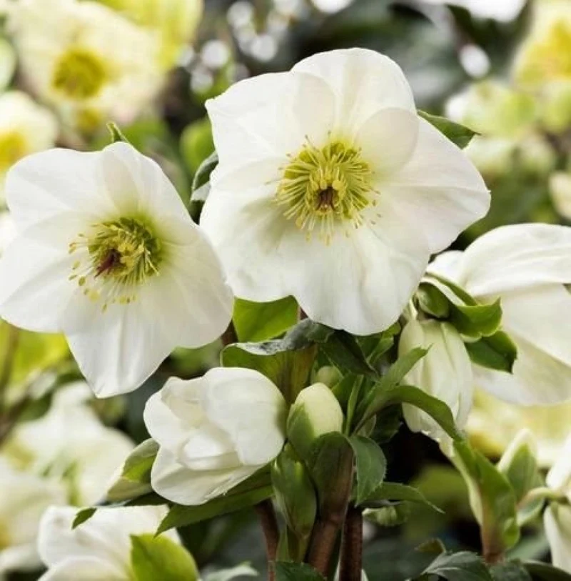 HELLEBORUS ICE N’ ROSES WHITE ROSA DI NATALE VASO 24CM