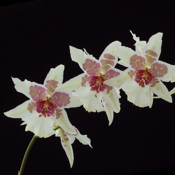 ORCHIDEA BEALLARA TAHOMA GLACIER VASO 12CM RARISSIMA