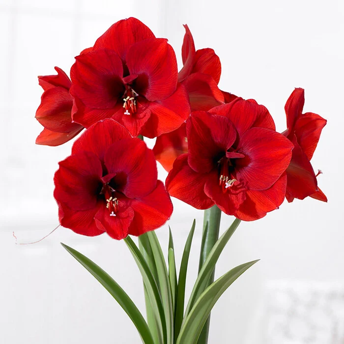AMARYLLIS ROSSO VASO CERAMICO ROSSO 17CM