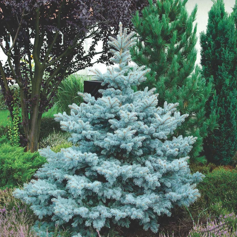 PICEA PUNGENS KOSTER ABETE BLU IN VASO 26CM