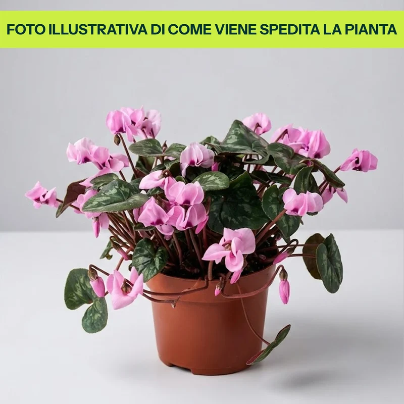 CICLAMINO DEI BOSCHI CYCLAMEN COUM VASO 9CM
