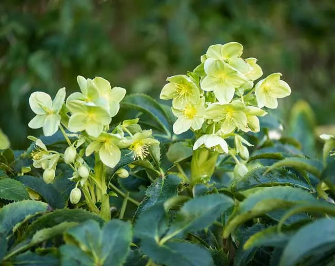HELLEBORUS ARGUTIFOLIUS ROSA DI NATALE VASO 9CM