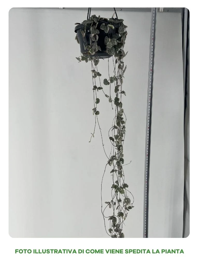 CEROPEGIA WOODII IN VASO 14CM