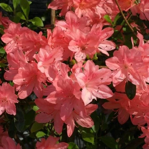 AZALEA JAPONICA RUSTICA BLAAUW'S ROSA VASO 24CM