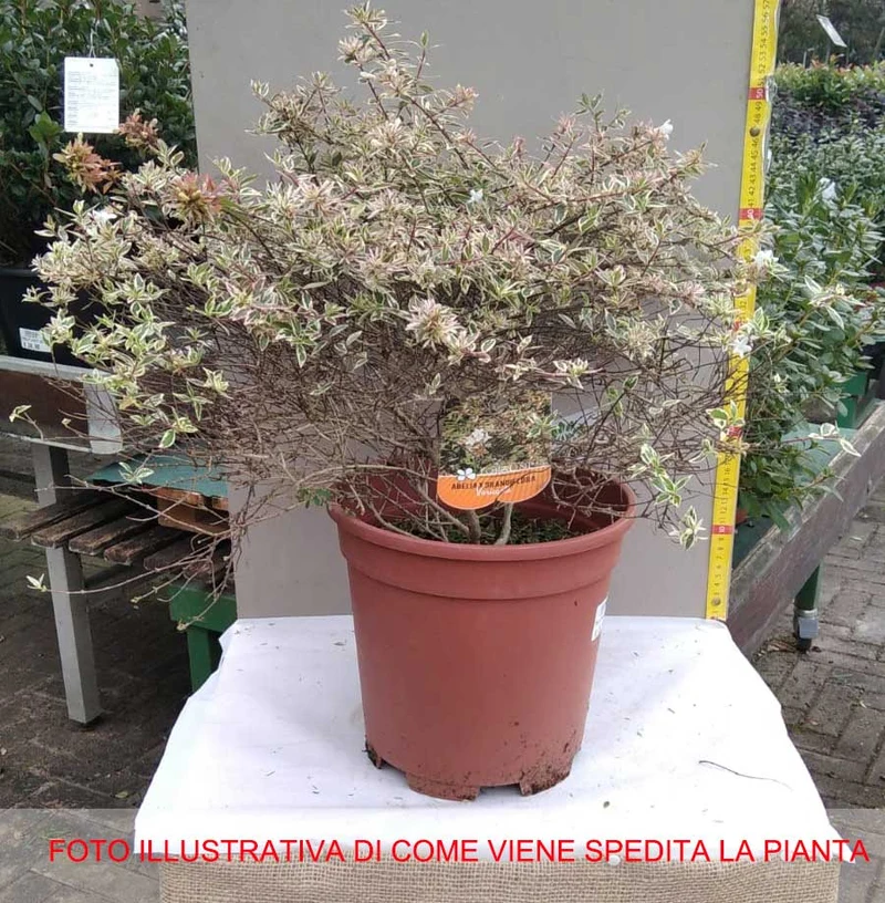ABELIA GRANDIFLORA VASO 24CM