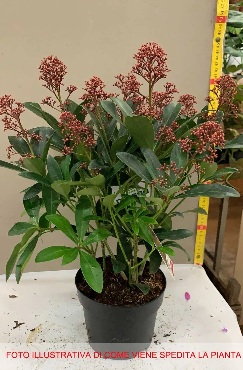 SKIMMIA RUBELLA VASO 15CM