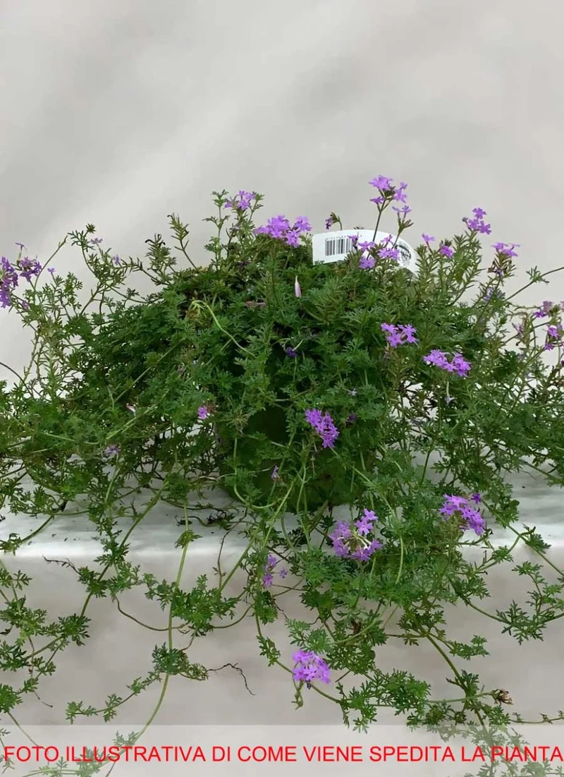 VERBENA REPENS IN VASO 18CM