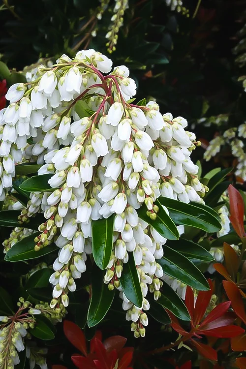PIERIS JAPONICA TEMPLE BELL VASO 17CM