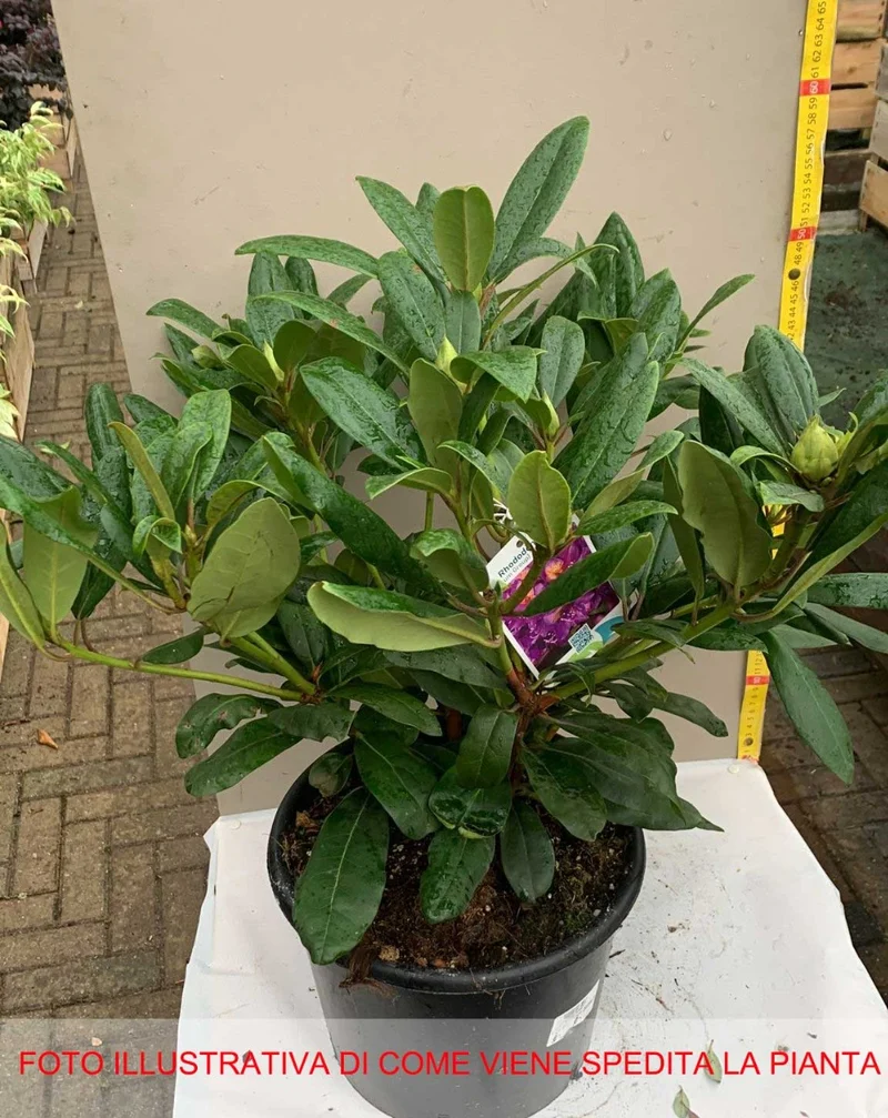 RODODENDRO MARCEL MENARD IN VASO 24CM