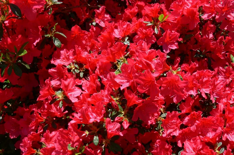 AZALEA JAPONICA RUSTICA ROSSA VASO 18CM