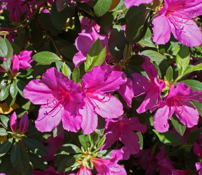 AZALEA JAPONICA PURPLE SPLENDOR VASO 19CM