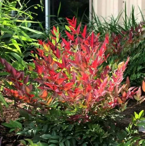 NANDINA DOMESTICA OBSESSED VASO 24CM