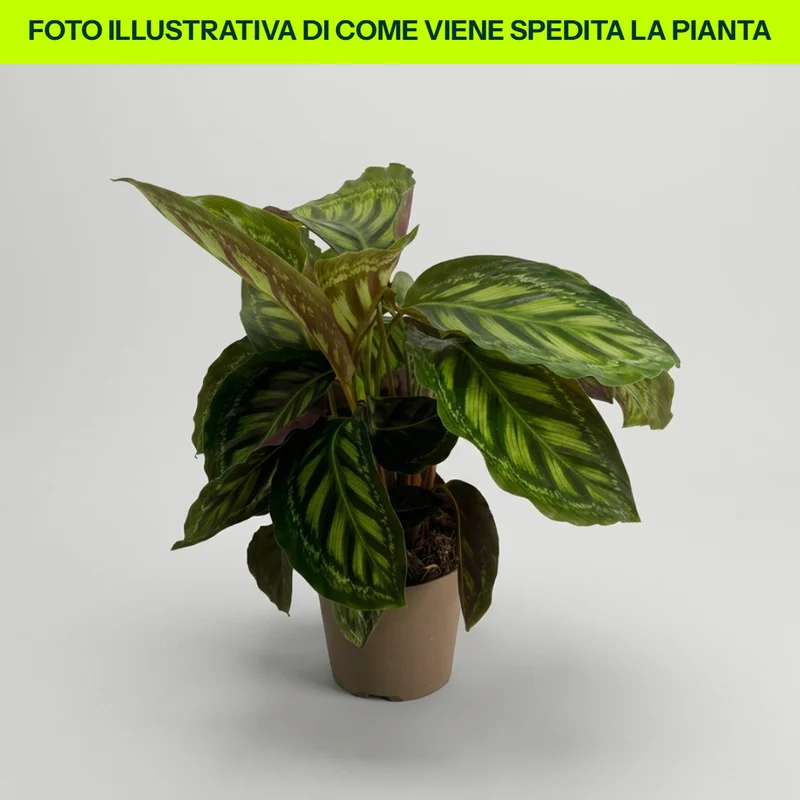 Calathea Moonlight in vaso da 14cm