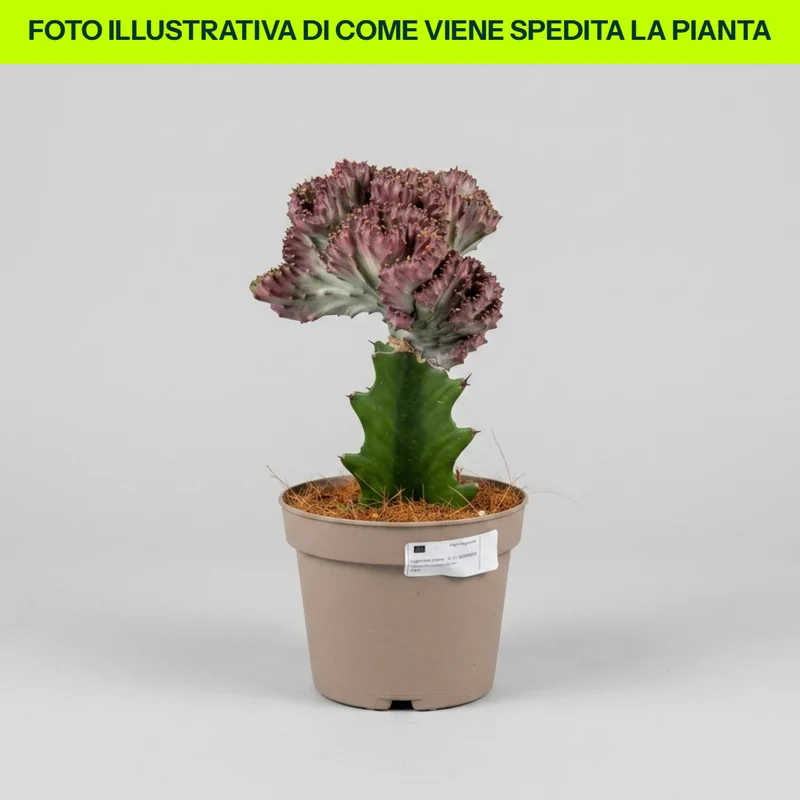EUPHORBIA LACTEA CRISTATA IN VASO DA 12CM
