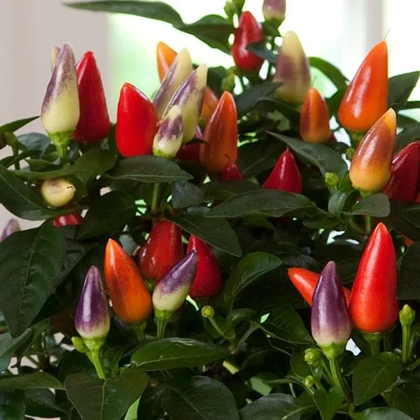 CAPSICUM ANNUUM ACAPULCO PEPERONCINO ORNAMENTALE VASO 15CM ASSORTITI