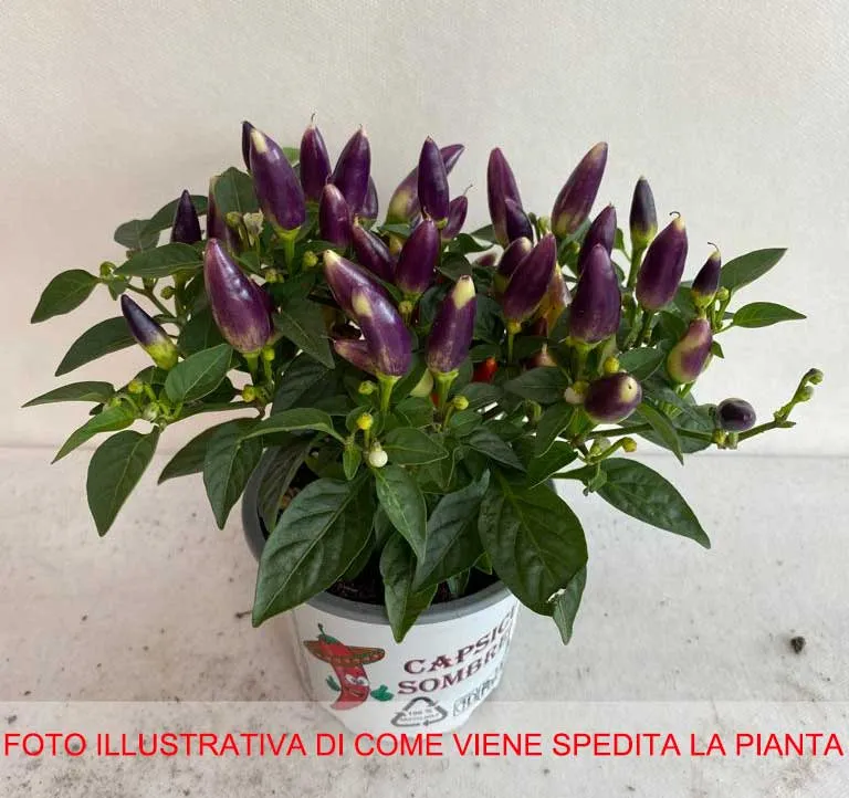 CAPSICUM ANNUUM ACAPULCO PEPERONCINO ORNAMENTALE VASO 15CM ASSORTITI
