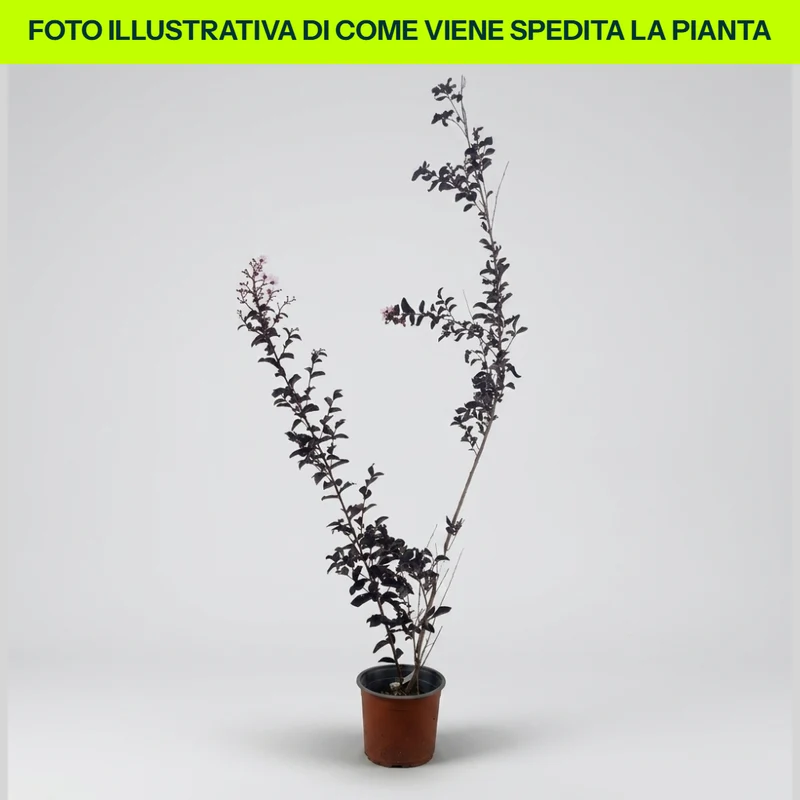 LAGERSTROEMIA INDICA BIANCA FOGLIAME ROSSO VASO 18CM