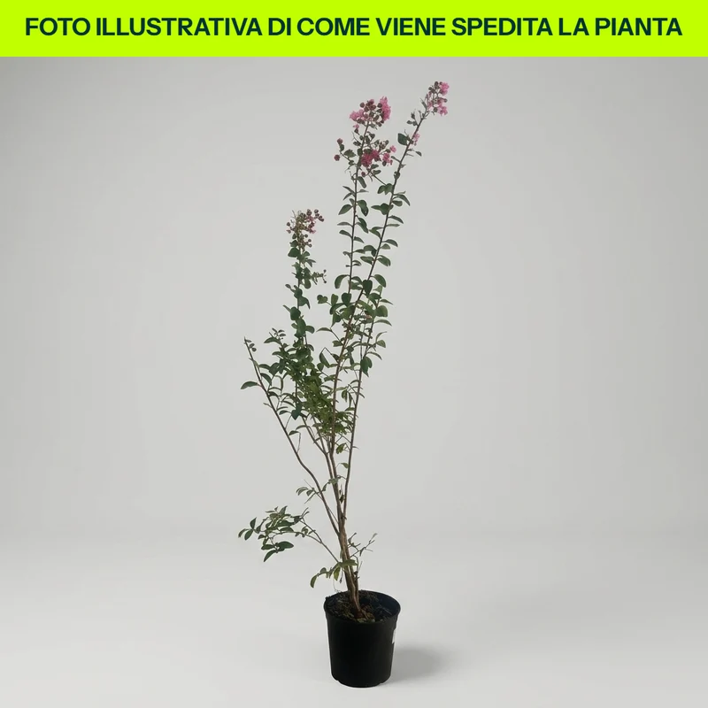 LAGERSTROEMIA INDICA ROSA VASO 18CM