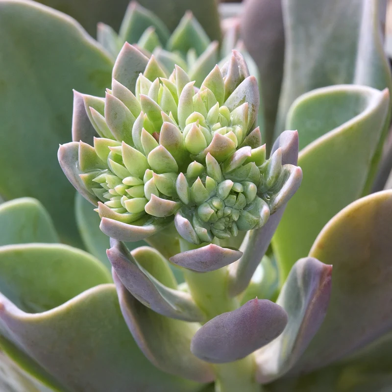 ECHEVERIA BLUE PRINCE IN VASO 10,5CM