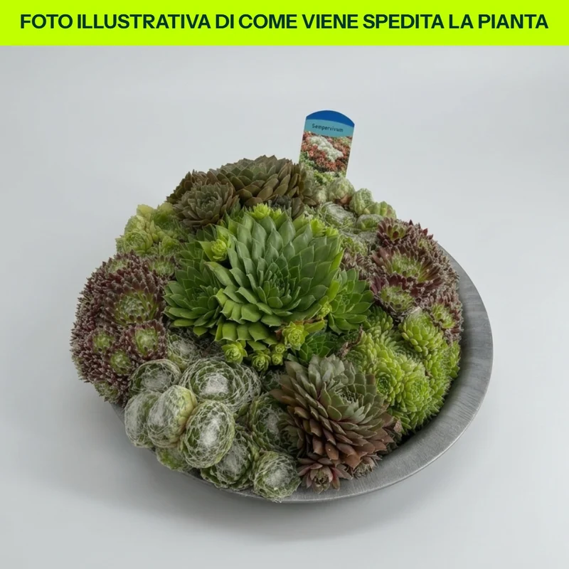 Catino Semprevivum 28cm in vaso da 28cm