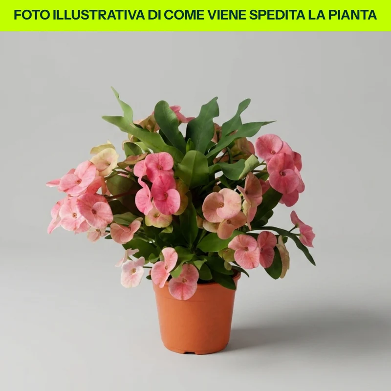 Euphorbia Charlotte in Vaso da 12cm