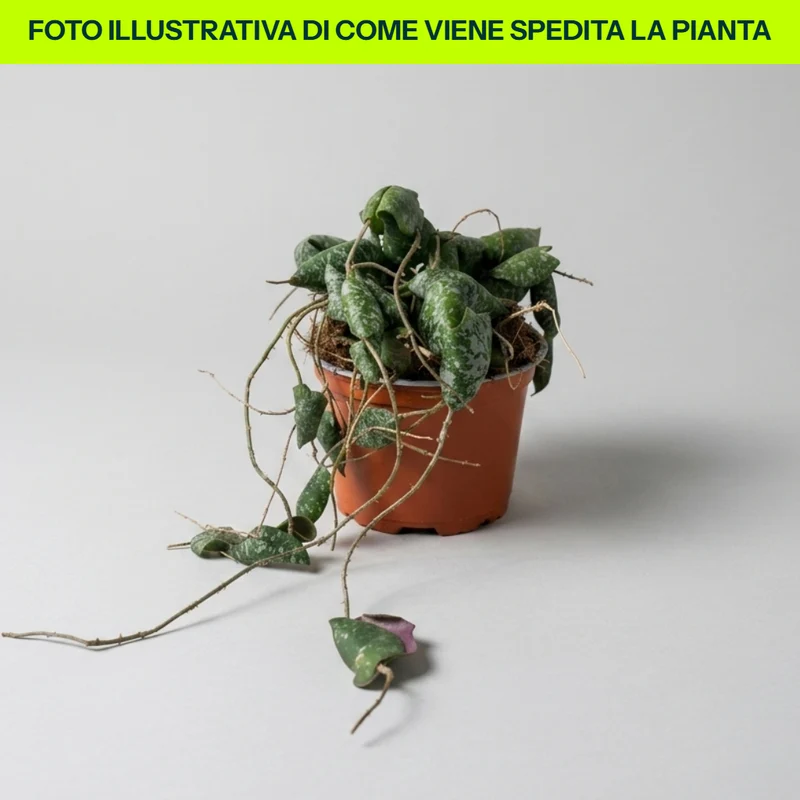 Hoya Imbricata in vaso da 12cm