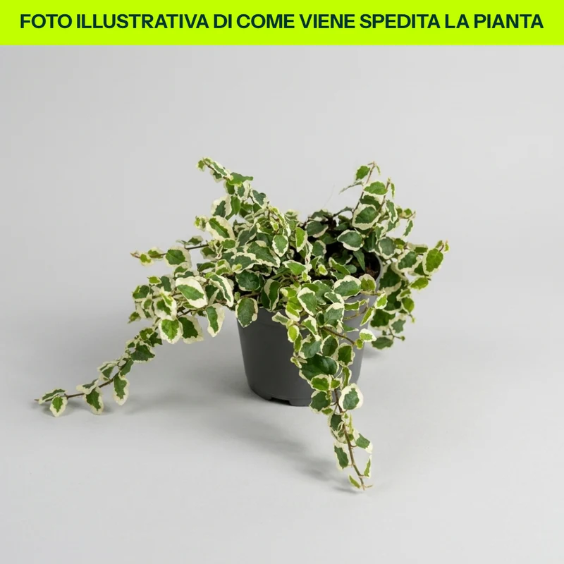 Ficus Pumila Belle Sunny in vaso da 11cm