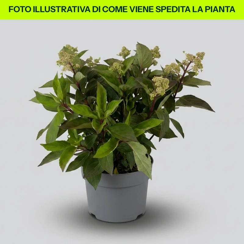 Hidrangea Paniculata Early Harry in vaso da 21cm