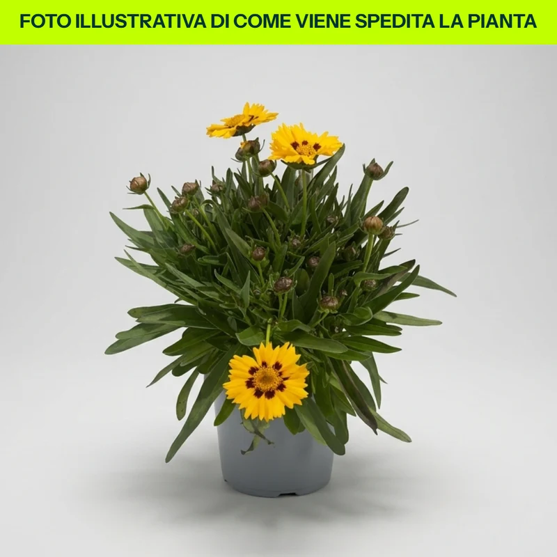 COREOPSIS GRANDIFLORA UPTICK GOLD e BRONZE IN VASO 13CM