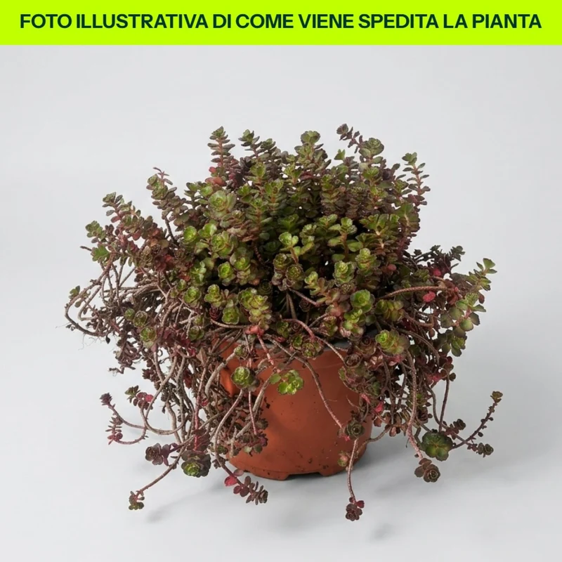 Sedum Spurium Purple Winter in vaso da 15cm